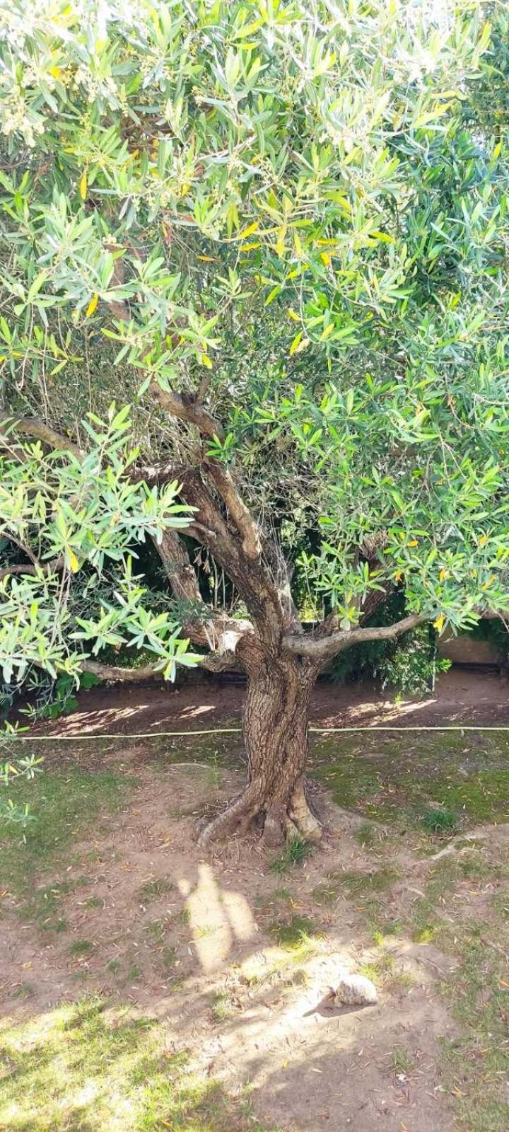 Dimos Bungalows PalaiónTsiflíkion Dış mekan fotoğraf